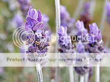 220px-Single_lavendar_flower02.jpg