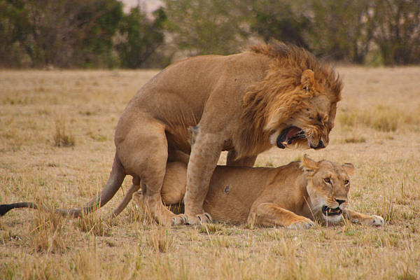 Lions_Mating_2384.jpg