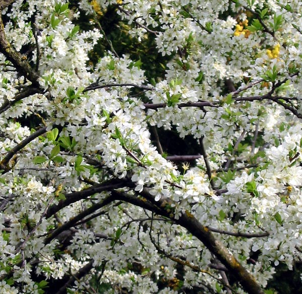 white-blossom-tree.jpg