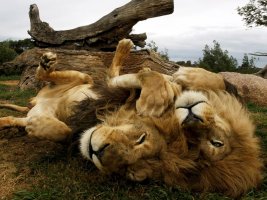 lion-brothers-australia.jpg