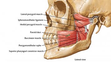 Jaw-Muscles.jpg