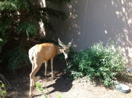 Deer1.jpg