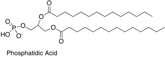phosphatidic-acid1.jpg