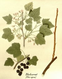ribes-nigrum-blackcurrant-plant.jpg