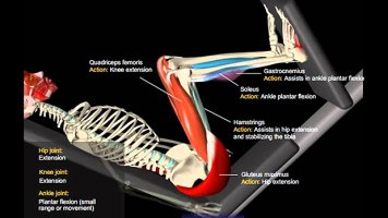 The-Leg-Press-and-Real-Strength.jpg