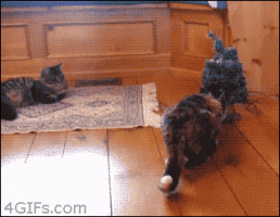 tumblr_mg67mgEKC11rnepbwo1_400.gif
