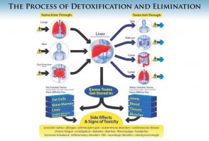 12-toxins-fat-cells-inline-01.jpg