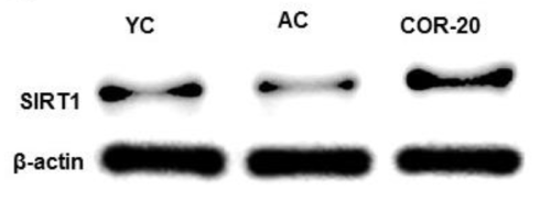 4.gif