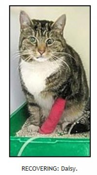 Alan's Cat.jpg