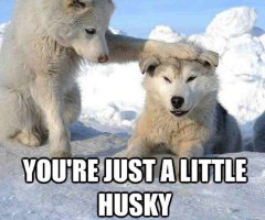 Husky_39.jpg