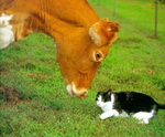 CowPimp