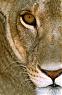lioness