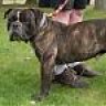 bulldogge