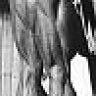plums_jp