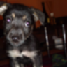 DocWatson