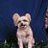 petphotos