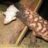 GilaMonster