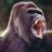 vanillagorilla