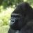 gorilla21