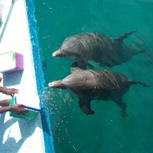 feeding the dolphins