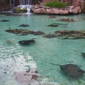 Sting Rays at the Atlantis