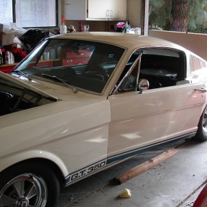 shelby2