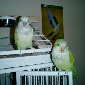 Pecker and Cooch