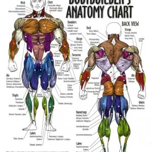 Bodybuilders_Anatomy_Chart-8in