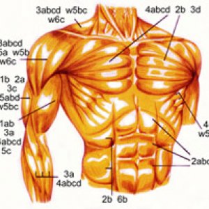 body_ill_front