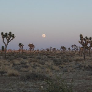 Joshua Tree Dusk