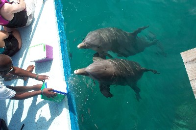 feeding the dolphins
