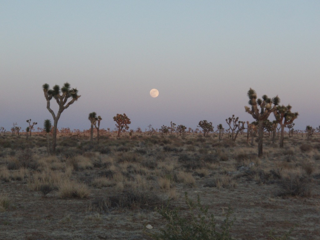 Joshua Tree Dusk