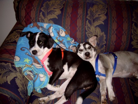 Lazy Dogs