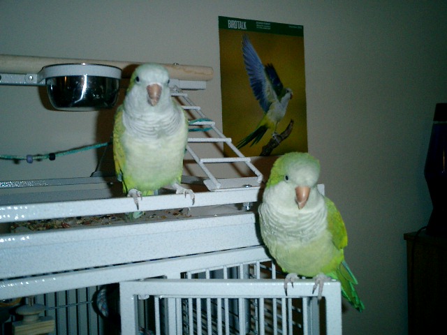 Pecker and Cooch