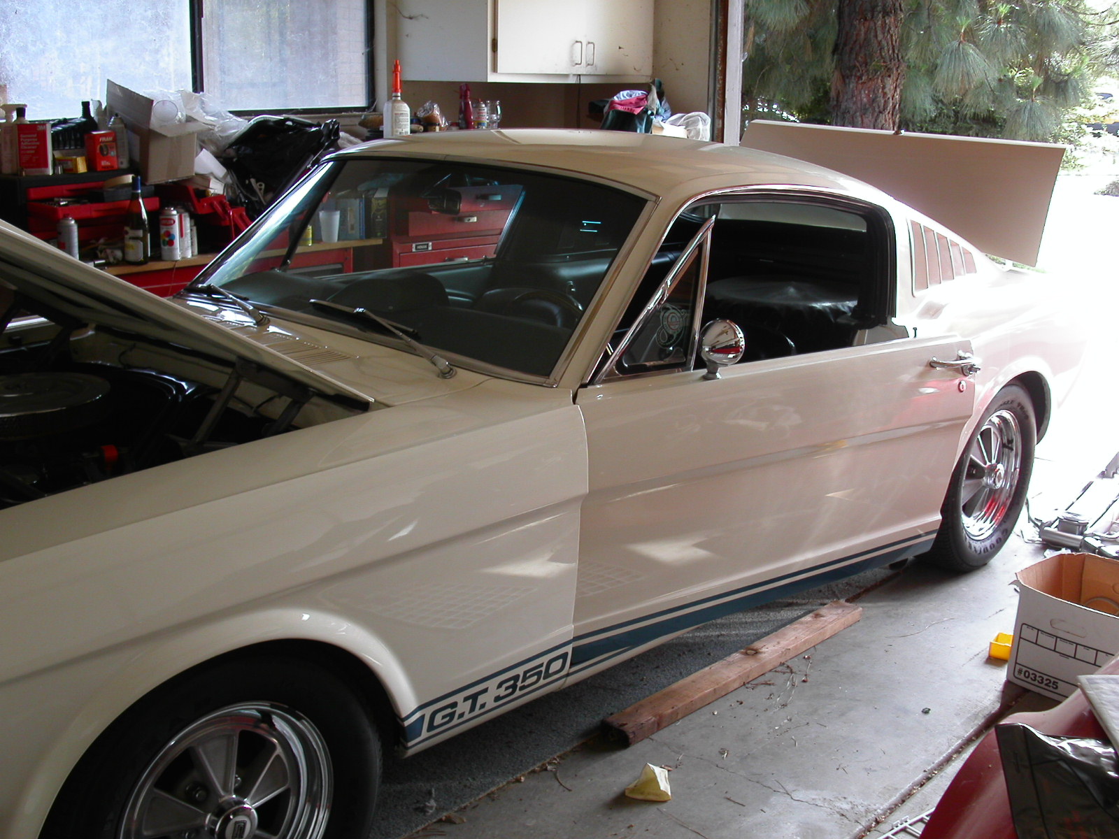 shelby2
