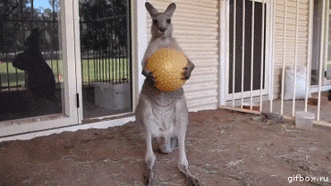 ALMo3rY.gif