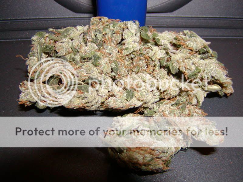 78Blue_G13Skunk_26.jpg