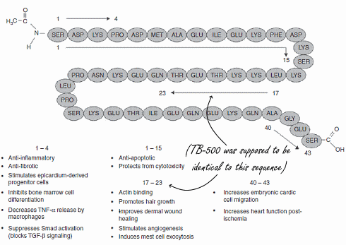 tb-500-structure-functions.gif