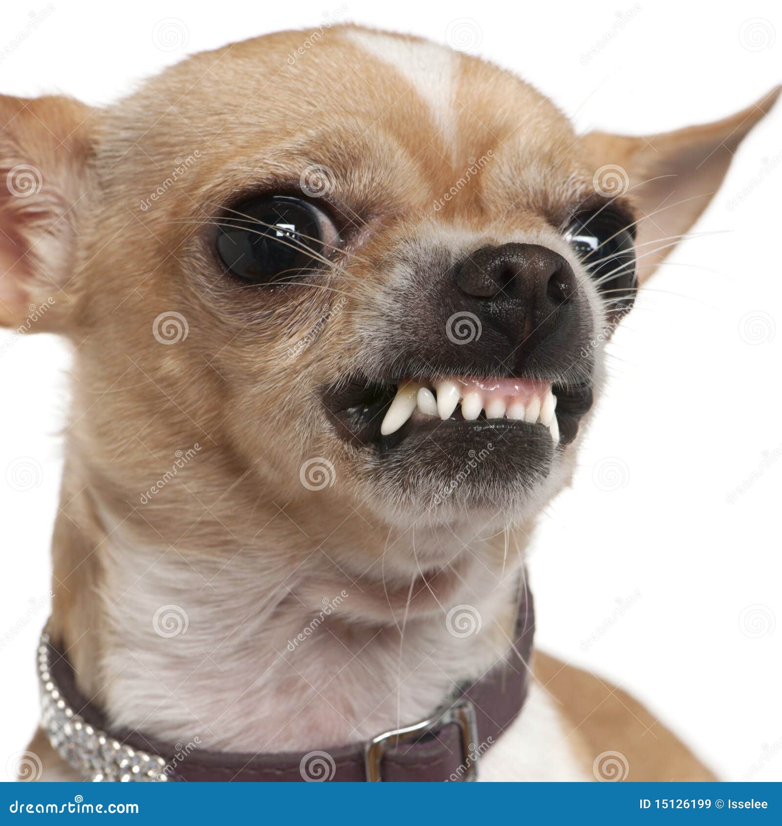 close-up-angry-chihuahua-growling-2-years-old-15126199.jpg