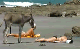 apf1W.gif