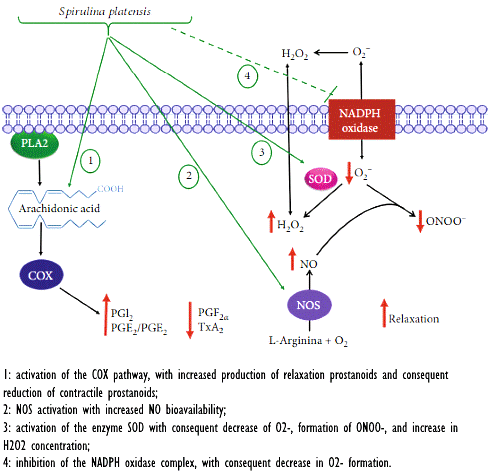 spirulina-erection-2.gif