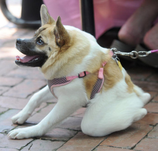 Pig-Leash.jpg