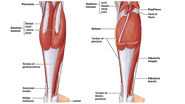 Calves Anatomy