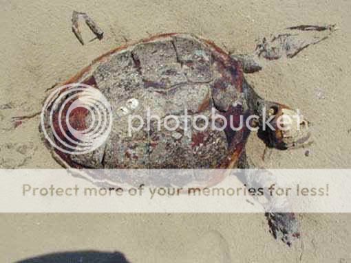 dead_turtle.jpg