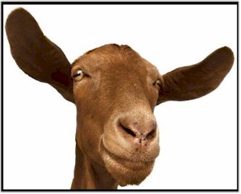 goat-ears.jpg