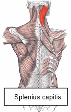 Training shoulders with elastic band just as effective as using weights