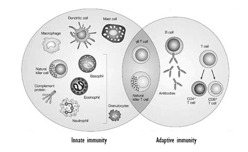 adaptive-versus-innate-immunity-pic.gif