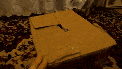 cat.gif