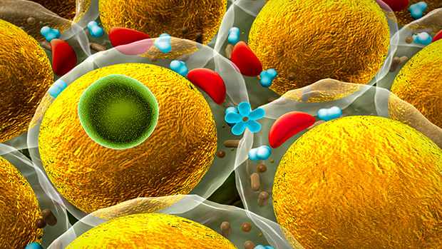 Inhibit Fat Cell Formation