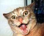 uglycat-2312.jpg